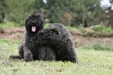 BOUVIER DES FLANDRES 190